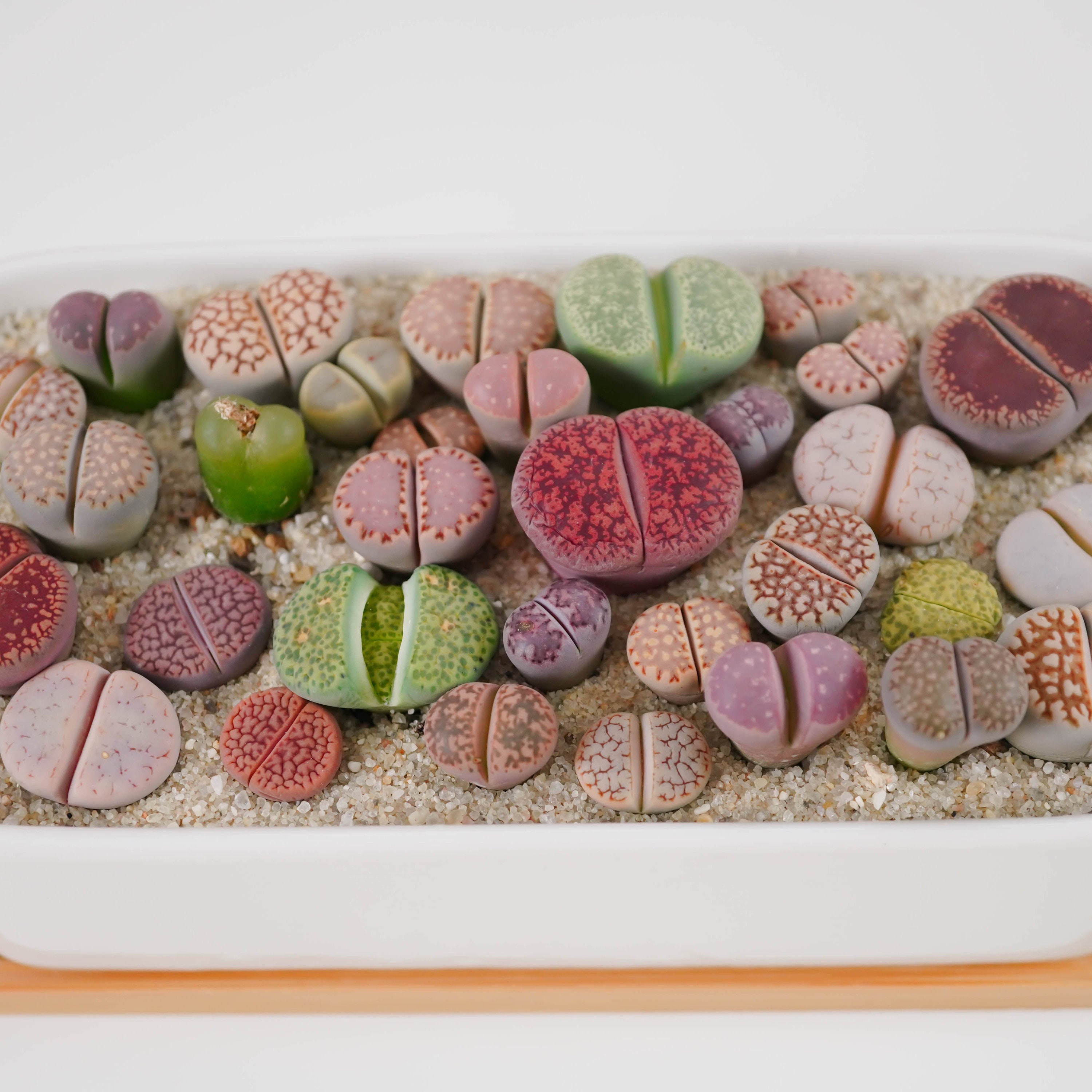 Top Dressing for Succulents and Lithops Etsy