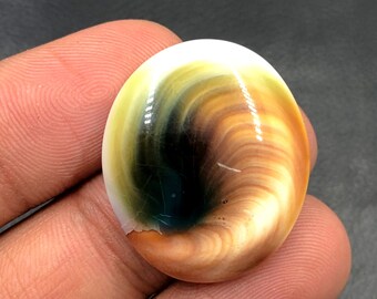 Operculum Shell Cabochon...Oval Cabochon...27x23x7 mm...31 Cts...A#M6539