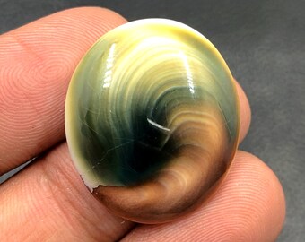 Operculum Shell Cabochon...Oval Cabochon...26x22x7 mm...31 Cts...A#M6552