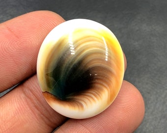 Operculum Shell Cabochon...Oval Cabochon...25x22x7 mm...30 Cts...A#M6549