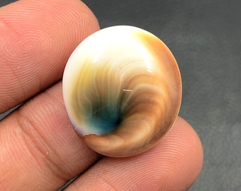 Operculum Shell Cabochon...Oval Cabochon...22x20x6 mm...19 Cts...A#M6557