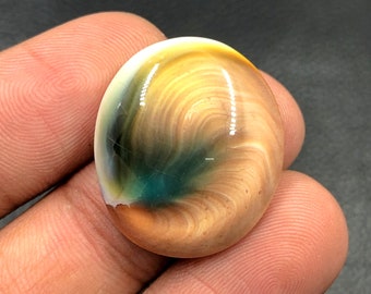 Operculum Shell Cabochon...Oval Cabochon...24x21x7 mm...27 Cts...A#M6553