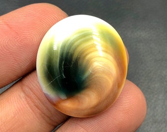 Operculum Shell Cabochon...Oval Cabochon...25x22x7 mm...29 Cts...A#M6535