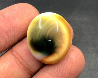 Operculum Shell Cabochon...Oval Cabochon...22x19x6 mm...20 Cts...A#M6554