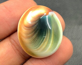 Operculum Shell Cabochon...Oval Cabochon...25x21x8 mm...30 Cts...A#M6550