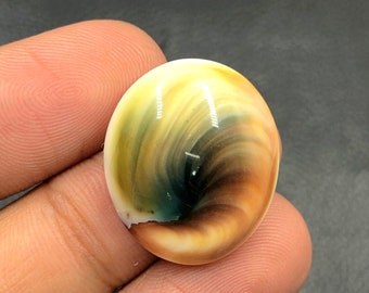 Operculum Shell Cabochon...Oval Cabochon...23x20x8 mm...26 Cts...A#M6555