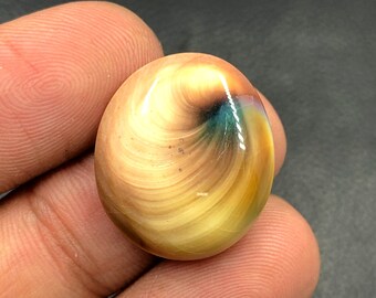 Operculum Shell Cabochon...Oval Cabochon...22x19x6 mm...19 Cts...A#M6556