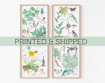 Ecology Connections Botanical Prints, Chickweed, Sage, Dandelion, Goldenrod