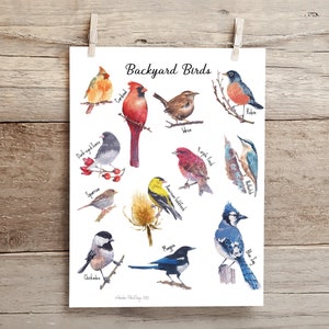 Póster y tarjetas didácticas de pájaros del patio trasero en acuarela