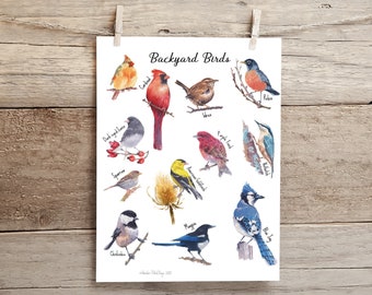 Watercolor Backyard Birds Poster & Flashcards