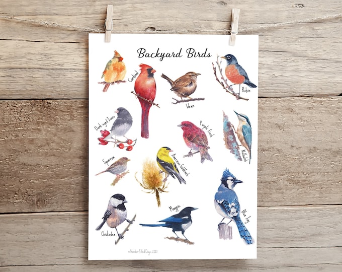 Watercolor Backyard Birds Poster & Flashcards (Hard Copy)