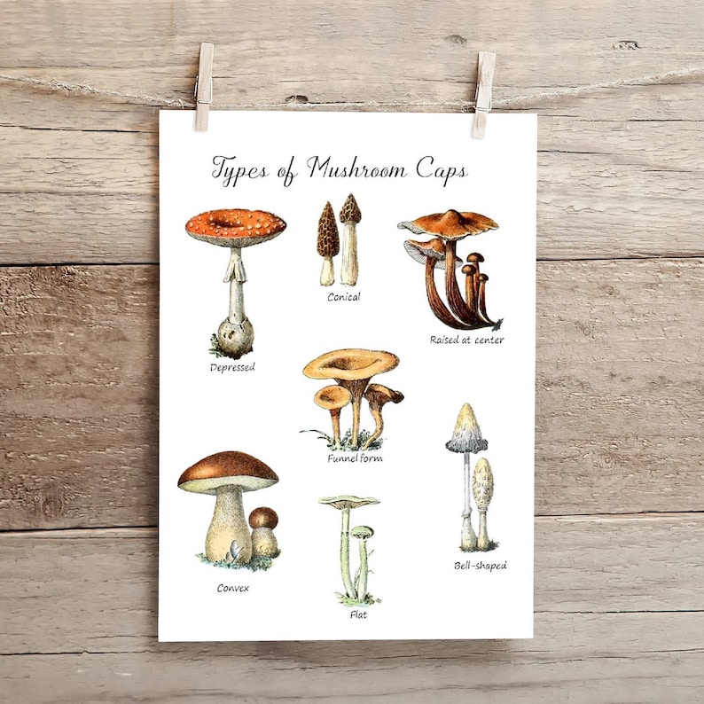 Mushroom Anatomy, Cap Types Poster, & Flashcards Etsy
