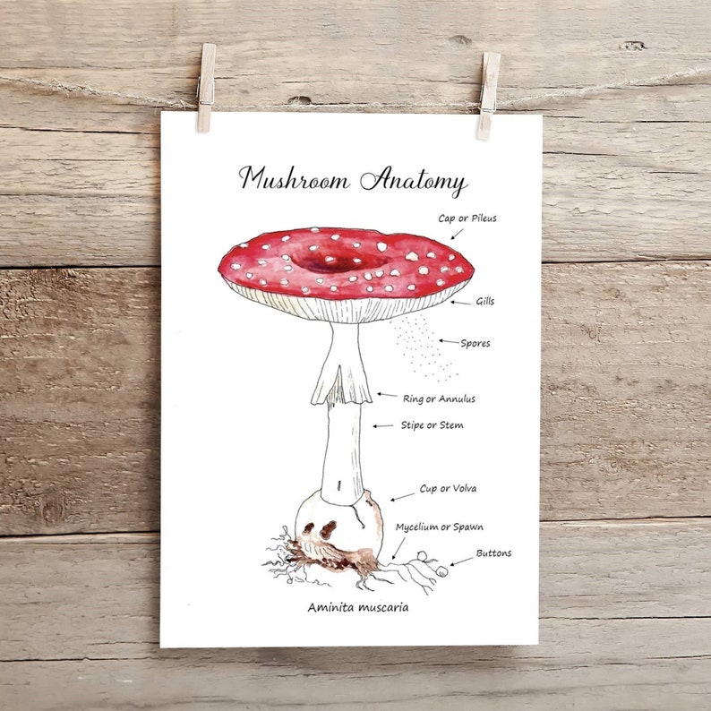 Mushroom Anatomy, Cap Types Poster, & Flashcards Etsy