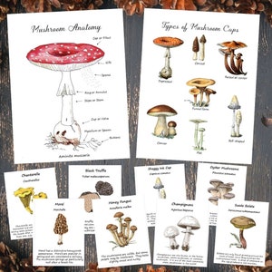May include: Illustrated guide to mushroom anatomy and types of mushroom caps. The anatomy diagram shows the parts of a mushroom, including the cap, gills, spores, ring, stipe, cup, volva, mycelium, and buttons. The types of mushroom caps diagram shows different shapes of mushroom caps, including depressed, conical, raised at center, funnel form, convex, flat, and bell-shaped.