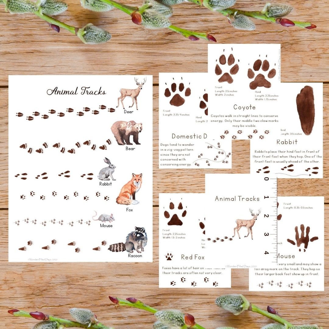 Animal Track Id Cards