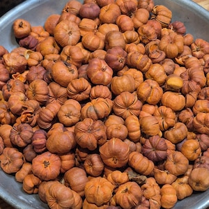May include: A metal bowl overflowing with numerous small, dried pumpkins. The pumpkins vary in shades of orange and brown, with textured surfaces and distinct ridges. The bowl is set on a wooden surface, creating a rustic autumn display.