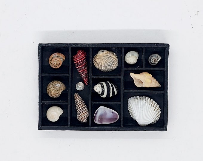 Sea Shell Collection Box Seashell Display Case, Shadow Box, Seashell Collection for Miniatures ...
