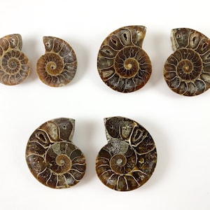 May include: Six fossilized ammonite shells with a spiral design and a brown and tan color scheme. The shells are cut in half, revealing the internal chambers. The fossils are arranged on a white background.