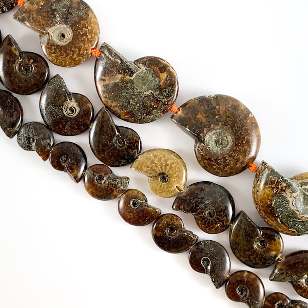 Natural Ammonite Fossil  Beads 3 Sizes Available! Approx 15"Long Per Strand!