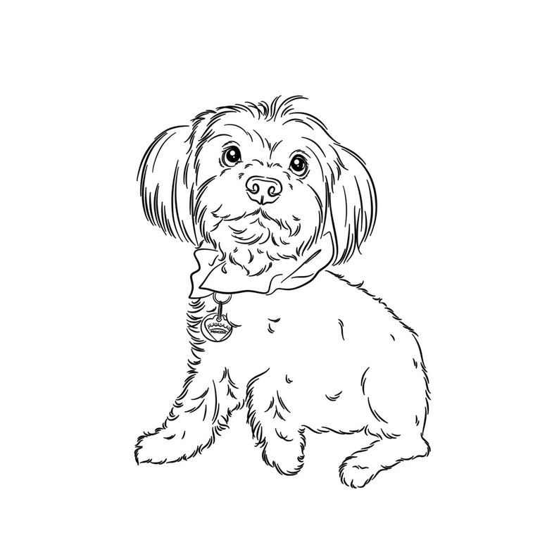 Line drawing of a full-body Maltese standing with one paw raised, looking upward. Black line on white background. Sketch from photo.