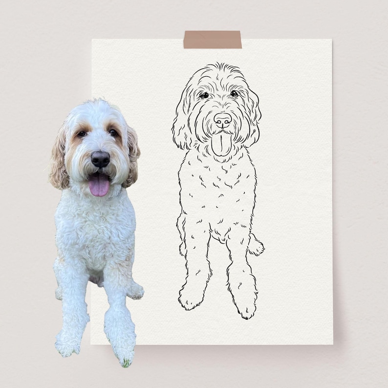 The image shows an Labradoodle dog line drawing next to the reference photo.