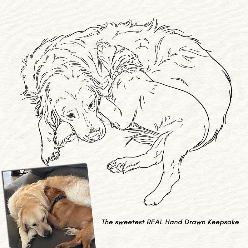 The image shows a comparison between the photo of two Golden Retrievers and the line art portrait.