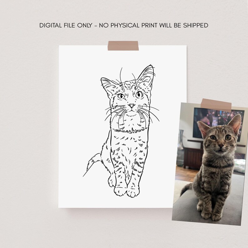 The image shows a comparison between the photo of a european cat and the full body outline.