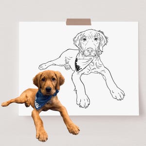 The image shows a comparison between the photo of a Golden Retriever puppy and the line art portrait.