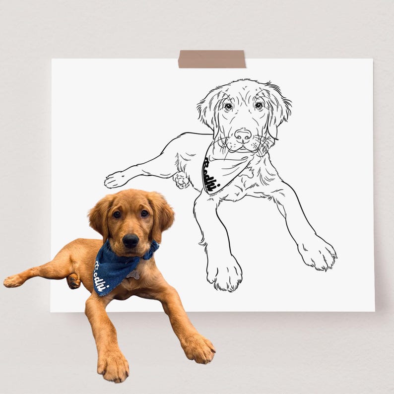 The image shows a comparison between the photo of a Golden Retriever puppy and the line art portrait.