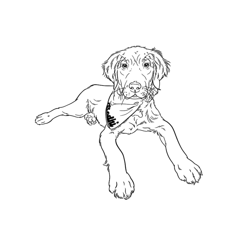 Full-body line drawing of a Golden Retriever puppy lying down with a bandana.