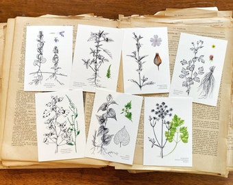 Lot de 7 cartes postales plantes comestibles et leurs recettes