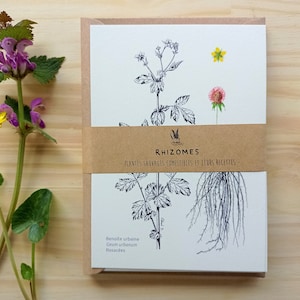 12 cartes postales "plantes sauvages comestibles et leurs recettes"
