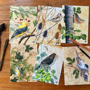 Lot 6 cartes postales #1 "Festin de Piafs, histoires d'alliance entre les oiseaux et les plantes" Ornithologie et botanique