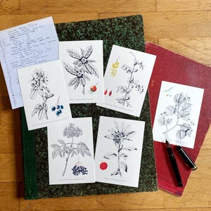 Lot 6 cartes postales " arbres, arbustes et arbrisseaux comestibles I ", cuisine sauvage, plantes comestibles,