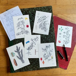 Lot 6 cartes postales " arbres, arbustes et arbrisseaux comestibles II ", cuisine sauvage, plantes comestibles,