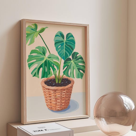 monstera volle sonne Monstera Deliciosa Variegata L main image 1