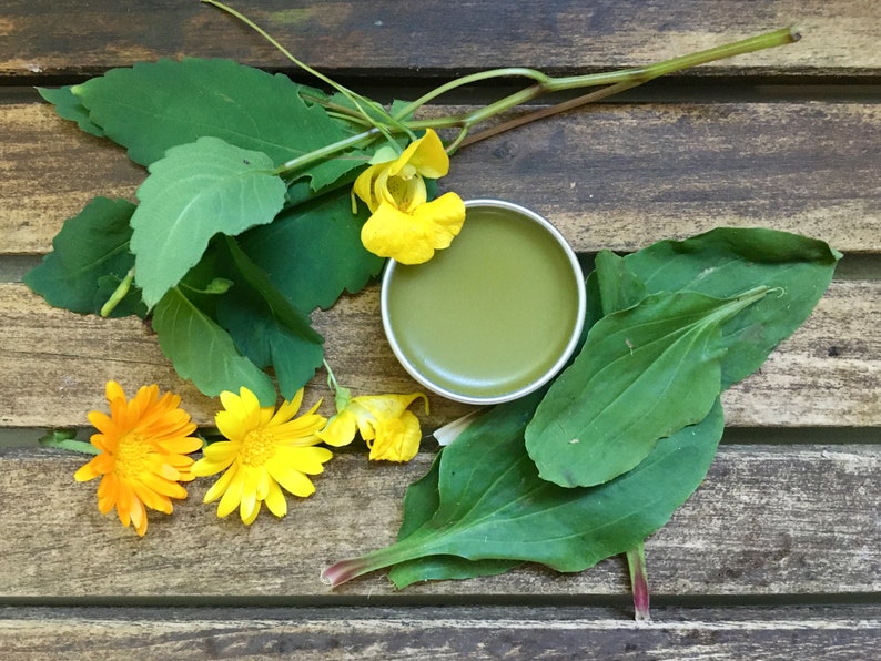 Wildcrafted Jewelweed Salve image 3