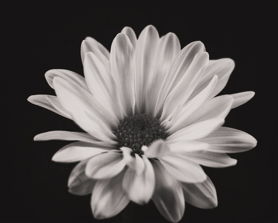 3 Piece Black and White Daisy Wall Print Printable Wall Art Etsy