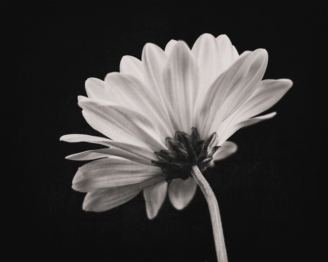 3 Piece Black and White Daisy Wall Print Printable Wall Art Etsy