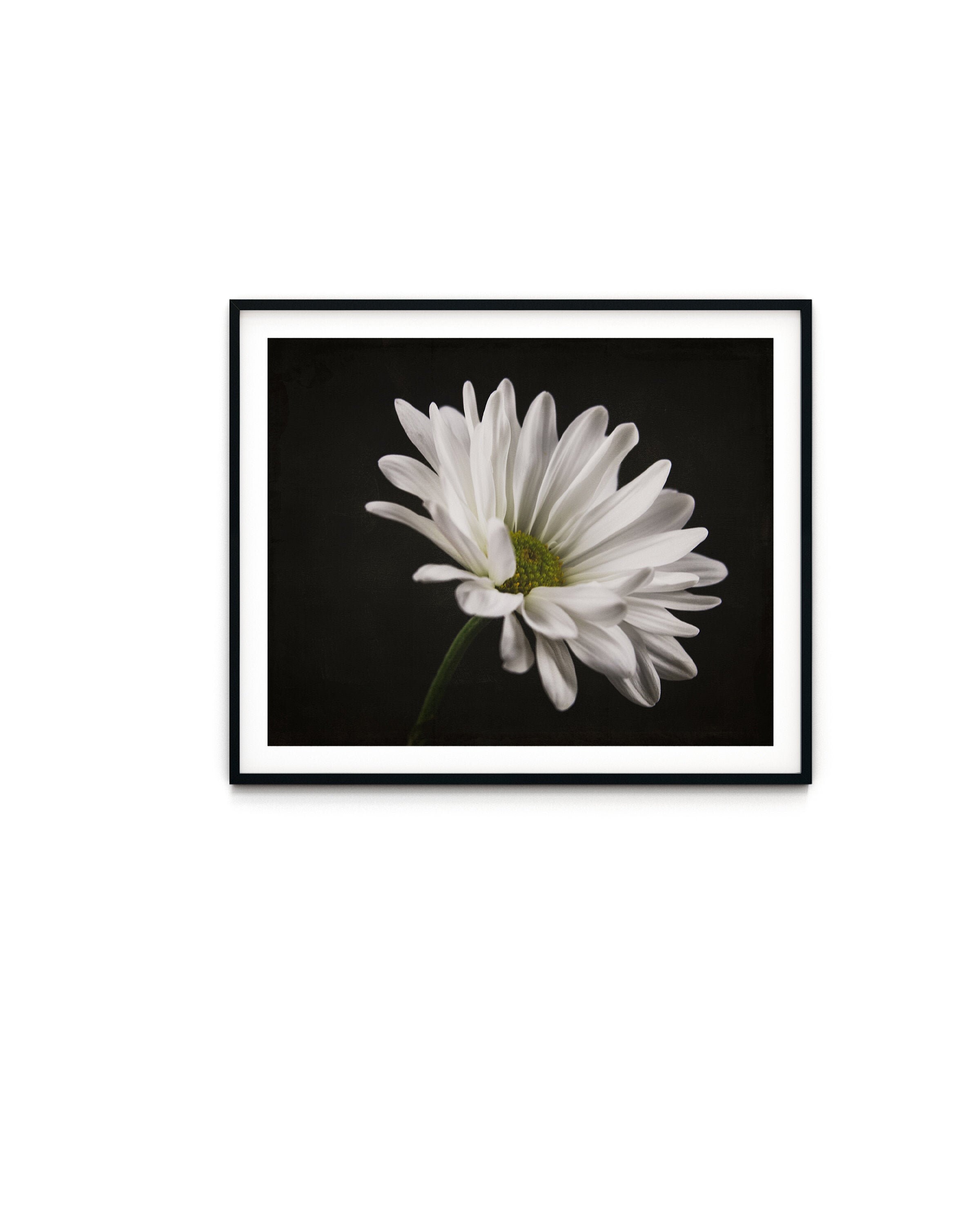 Daisy Wall Art Printable Wall Art Botanical Art Print Etsy