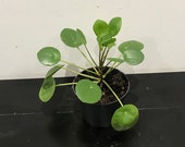 Pilea Peperomioides 39 Chinese Money Plant 39 Rare Houseplant 12cm Pot