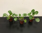 Pilea Peperomioides 39 Chinese Money Plant 39 Rare Houseplant 6cm Pot Sent Bare Rooted