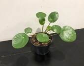 Pilea Peperomioides 39 Splash 39 Rare Houseplant 12cm