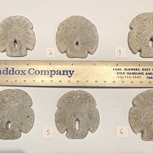 May include: Six gray sand dollars of varying sizes are arranged on a white surface. A ruler with the text "T.L. Maddox Company" is placed above the sand dollars. Each sand dollar has a central hole and radial patterns.