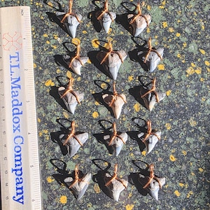 May include: A collection of shark tooth pendants with copper wire wrapping. The teeth vary in color from gray to tan. A ruler with the text "T.L. Maddox Company" is on the left side of the image.