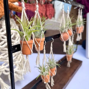 Puede incluir: Un conjunto de seis pendientes hechos a mano con plantas aéreas en miniatura en macetas de terracota, suspendidas de un hilo de macramé. Los pendientes se muestran en un soporte negro con una base de madera.