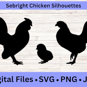 Sebright Chicken Breed PNG, Hand Drawn Animal Clipart, Rooster Artwork, SVG Files for Cricut