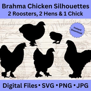 Lindo paquete SVG de pollo Brahma, amantes de las mascotas, suministros para manualidades, SVG de gallina, PNG de gallo, imágenes prediseñadas de animales de granja