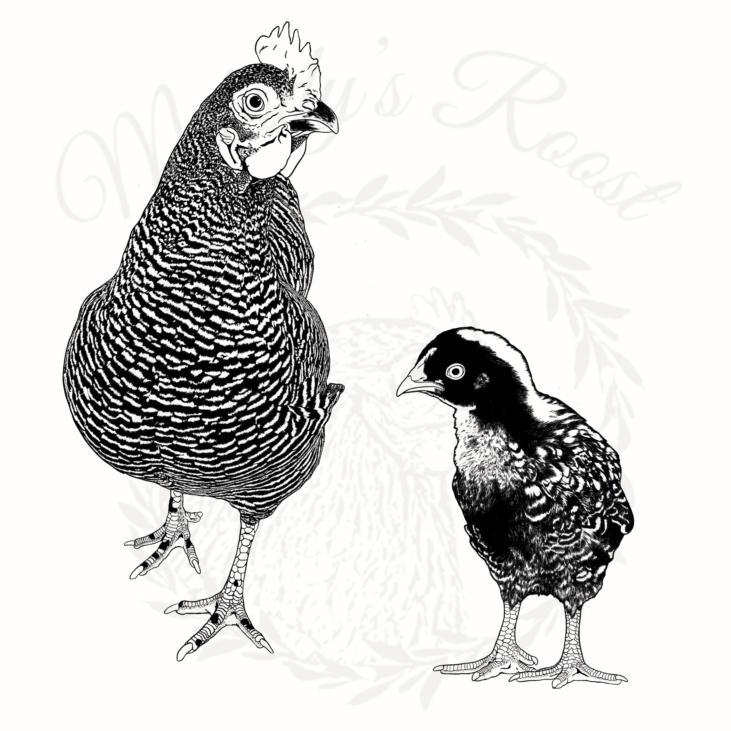 Barred Rock Chicken Illustrated Art Bundle: Hand Drawn PNG SVG JPG ...