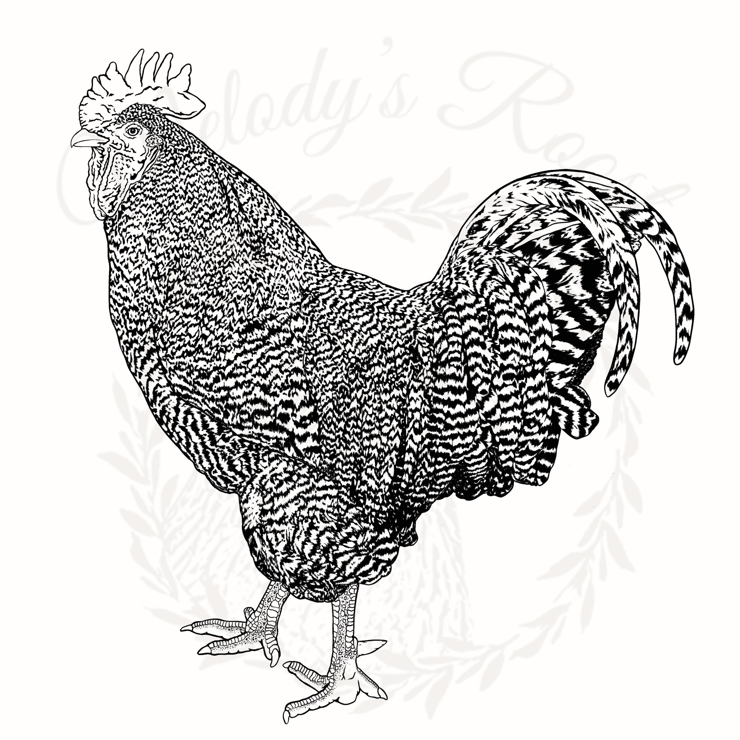 Barred Rock Chicken Illustrated Art Bundle: Hand Drawn PNG SVG JPG ...